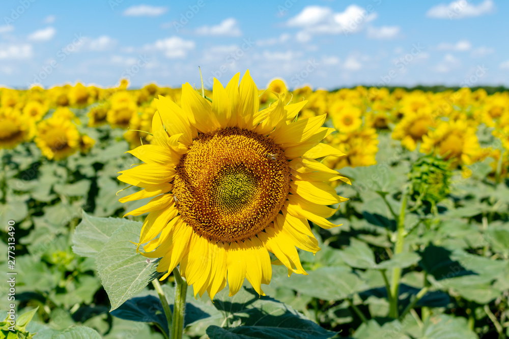 Sunflowers on the blue sky background agriculture farming rural economy agronomy concept - obrazy, fototapety, plakaty 