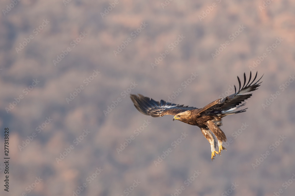 Obraz premium Eagle in flight