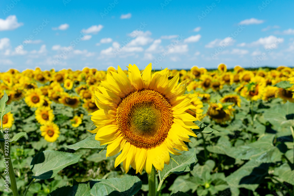 Sunflowers on the blue sky background agriculture farming rural economy agronomy concept Sunflowers on the blue sky background agriculture farming rural economy agronomy concept