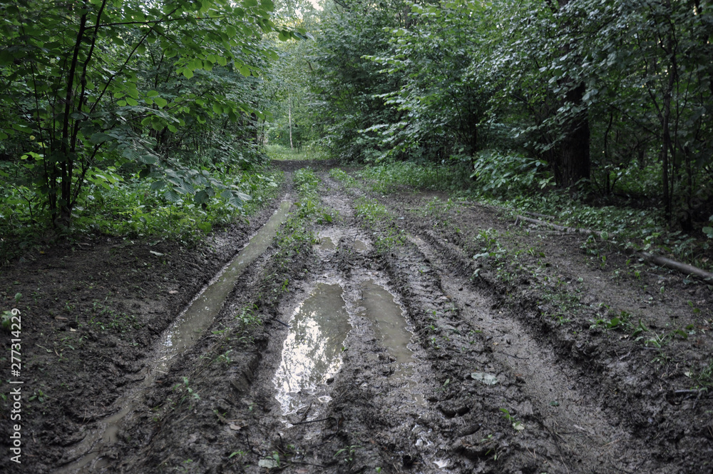 Obraz premium Forest road after the rain. Wheel track on dirt.