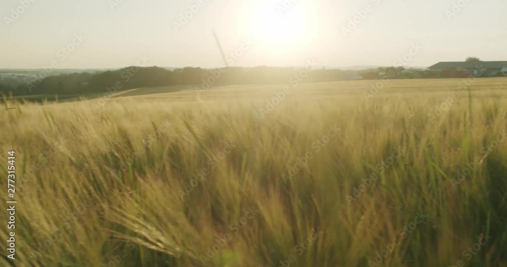 Panning wide shot of a field with a forest and the sun in the background. Panning wide shot of a field with a forest and the sun in the background.