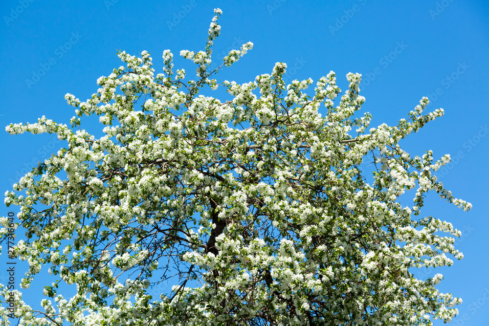 A large flowering apple tree with white flowers A large flowering apple tree with white flowers