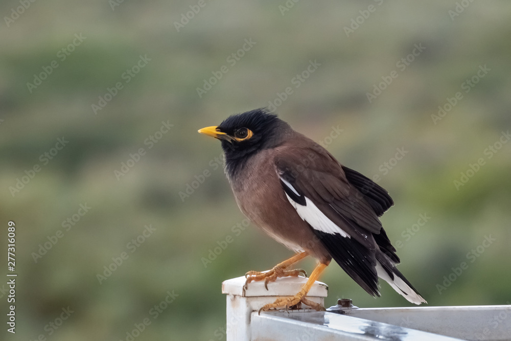 Common myna, mynah, Acridotheres tristis with the brown body, black hooded head and the bare yellow patch behind the eye. Nature and Wildlife concept