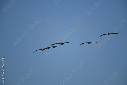Pelicans flying in the blue sky
