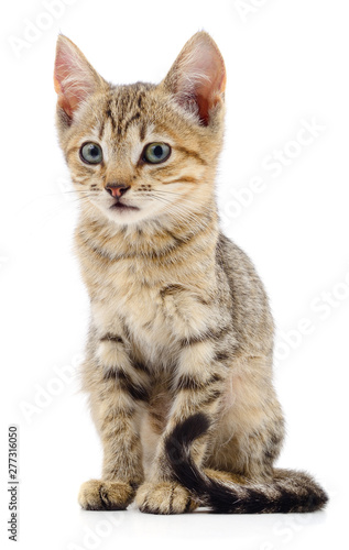 Kitten on white background.