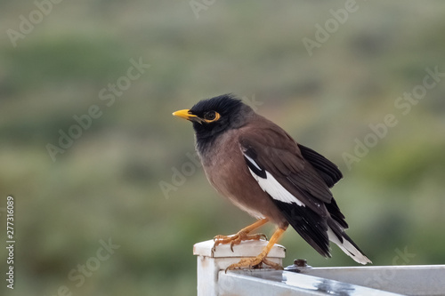 Common myna, mynah, Acridotheres tristis with the brown body, black hooded head and the bare yellow patch behind the eye. Nature and Wildlife concept