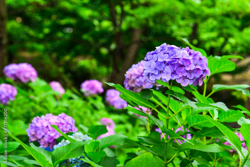Ajisai blooming in spring and summer Ajisai blooming in spring and summer