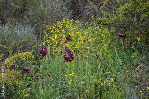 Wild iris, Iris atropurpurea, the coastal iris, a rhizomatous perennial and Heterotbeca subaxillaris, camphorweed in Israel photo