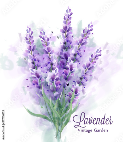 Lavender bouquet watercolor Vector. Delicate floral decor. Spring summer banner templates