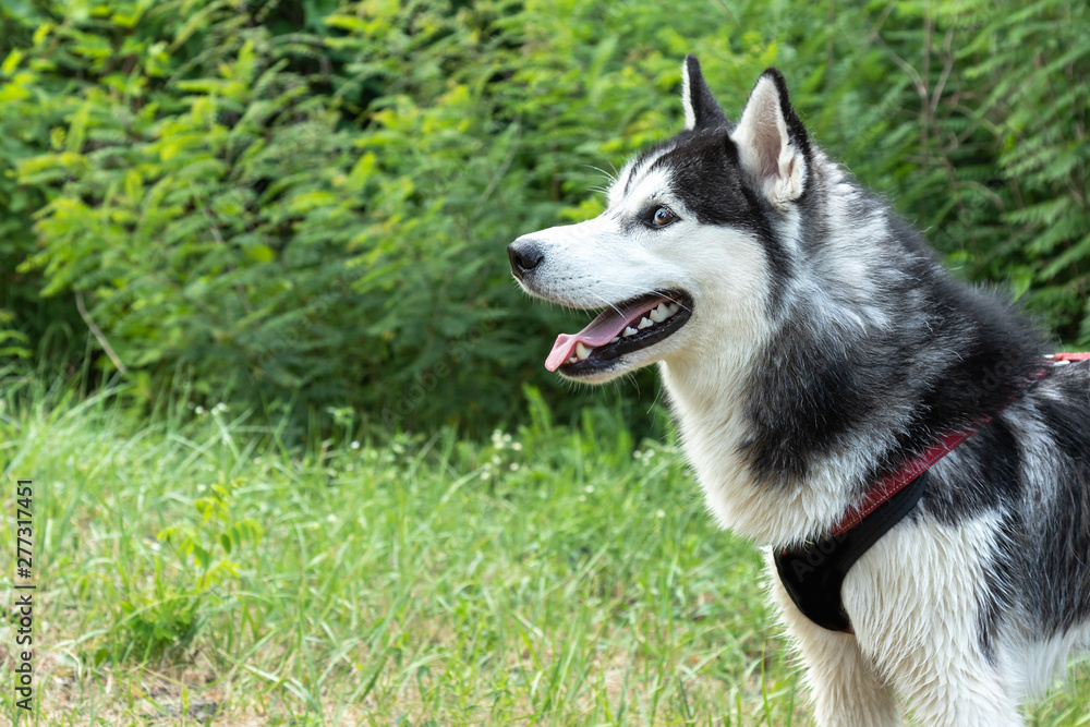 Siberian Husky portrait with open mouth on the background of green bushes and grass Siberian Husky portrait with open mouth on the background of green bushes and grass