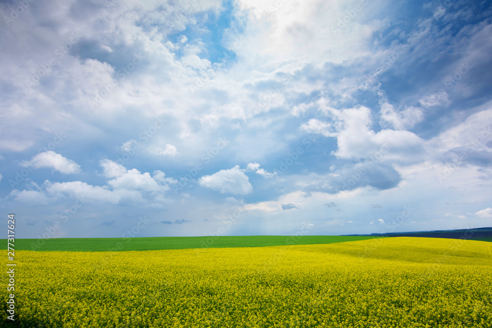Rapeseed field, Blooming canola flowers close up. Rape on the field in summer. Bright Yellow rapeseed oil. Flowering rapeseed - Image Rapeseed field, Blooming canola flowers close up. Rape on the field in summer. Bright Yellow rapeseed oil. Flowering rapeseed - Image