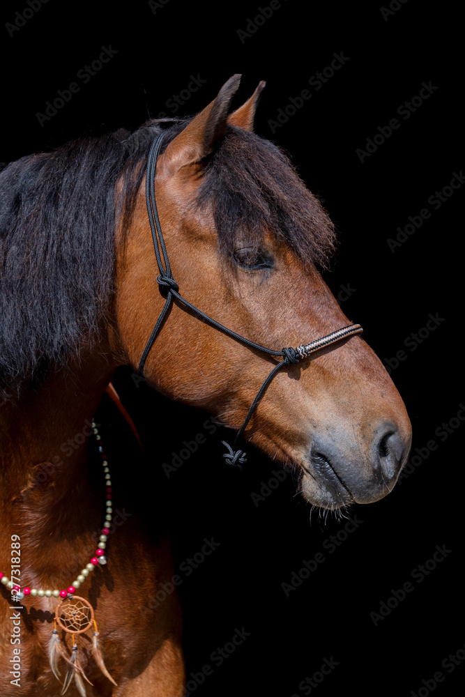 Obraz premium Freiberger Pferd vor schwarzem Hintergrund 