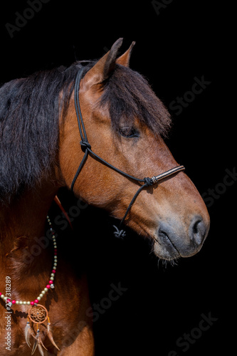 Freiberger Pferd vor schwarzem Hintergrund 