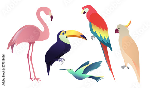 Tropical birds set  parrots  flamingo and toucan. Collection on the white background. Vector illustration