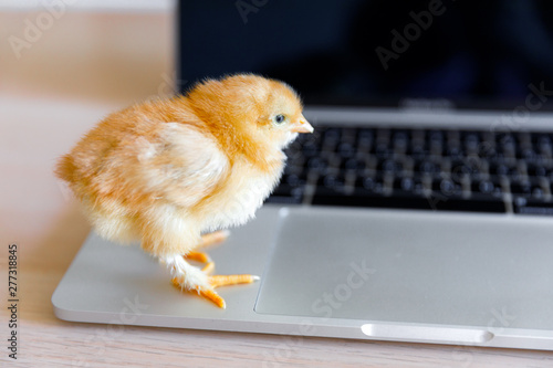 Fotografie Newborn Chicken on silver laptop