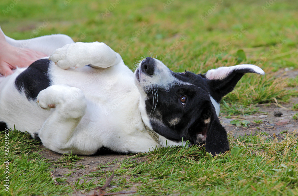 black and white pooch from a dog shelter is lying on its back on the grass, playing with the owner. raising a puppy. take the puppy from the animal shelter. make a friend black and white pooch from a dog shelter is lying on its back on the grass, playing with the owner. raising a puppy. take the puppy from the animal shelter. make a friend