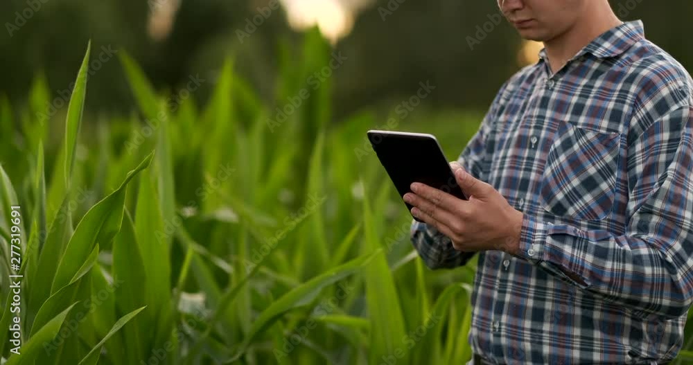Farmer using digital tablet computer in corn field, modern technology application in agricultural growing activity Farmer using digital tablet computer in corn field, modern technology application in agricultural growing activity