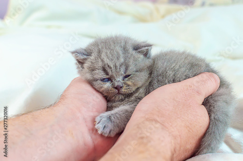 little kitten in a hand