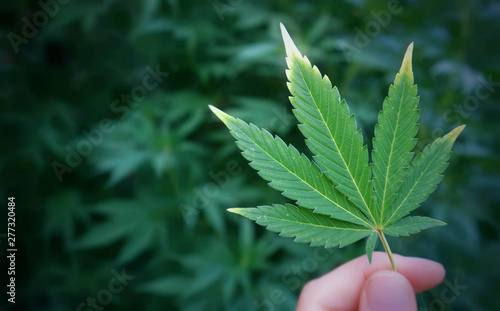 Cannabis leaf in hand, marijuana plant drug herb nature photo.