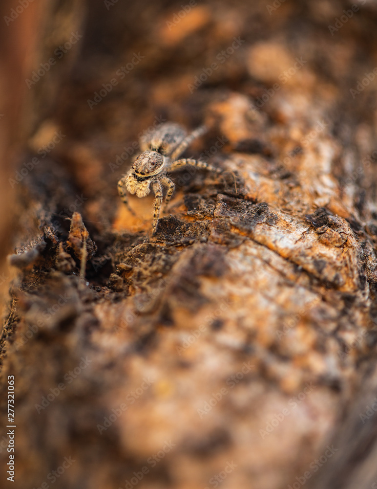 Menemerus fagei jumping spider macro Menemerus fagei jumping spider macro