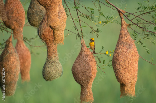 Принти на полотні Baya weaver (Ploceus philippinus) with Nesting Colony