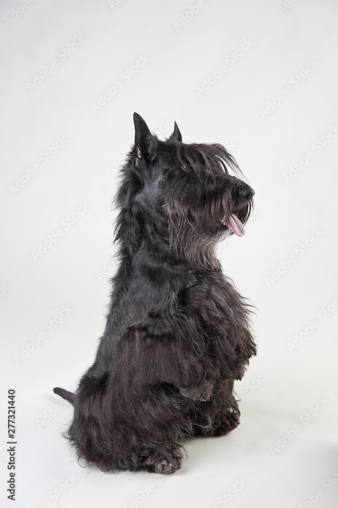 Jumping begging Scottish Terrier on white background