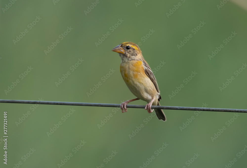 Fototapeta premium Baya weaver on wire