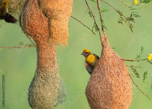 Baya weaver (Ploceus philippinus) with Nesting Colony photo