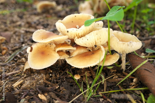 Tokyo,Japan-July 8, 2019: Closeup of Wet pileus of fungus in Tokyo, Japan