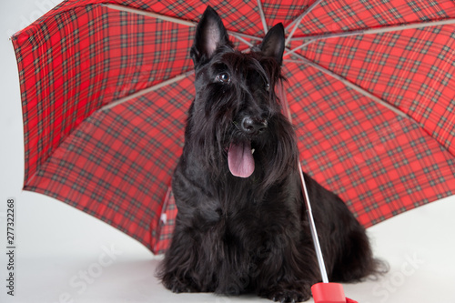 scotch terrier with umbrella isolated on white
