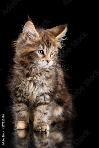 Maine Coon kitten on a black background