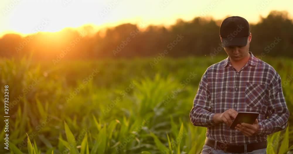 Lens flare: farmer with a tablet to monitor the harvest, a corn field at sunset. Man farmer with a tablet monitors the crop, corn field at sunset, slow motion video. Lens flare: farmer with a tablet to monitor the harvest, a corn field at sunset. Man farmer with a tablet monitors the crop, corn field at sunset, slow motion video.