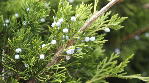 White flowers on the branch