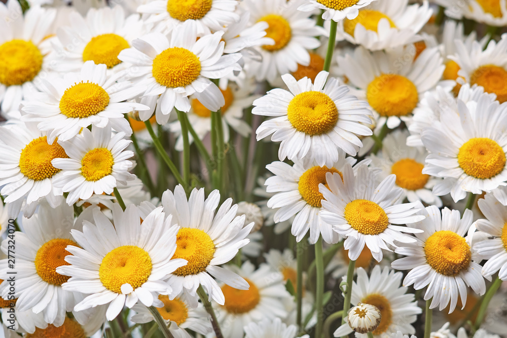 Fototapeta premium Bouquet of blooming daisies. Flower background
