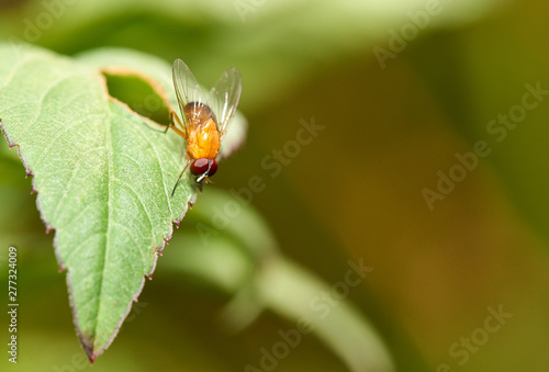 A Vinegar Fly(Drosophila melanogaster) - with it's red-eyes and bright orange body - resting facing downward on a serrated green leaf  with a blurred brown and green background. © Jude
