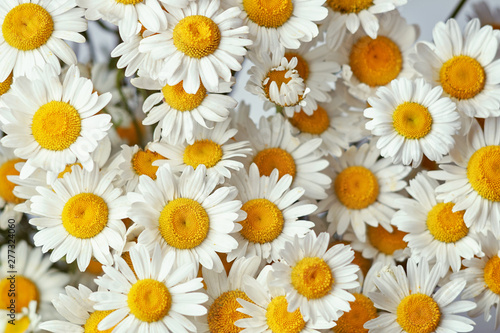 Bouquet of blooming daisies. Flower background