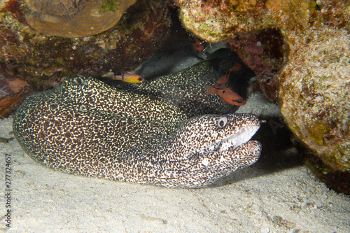 Moray eel mouth open, Cozumel, Mexico 