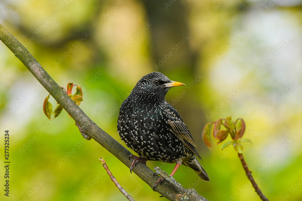 starling sits on a tree branch. green background, close-up starling sits on a tree branch. green background, close-up