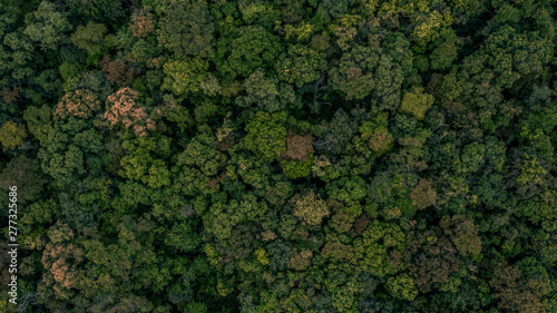 Texture of forest, Background of forest, Aerial top view background forest.