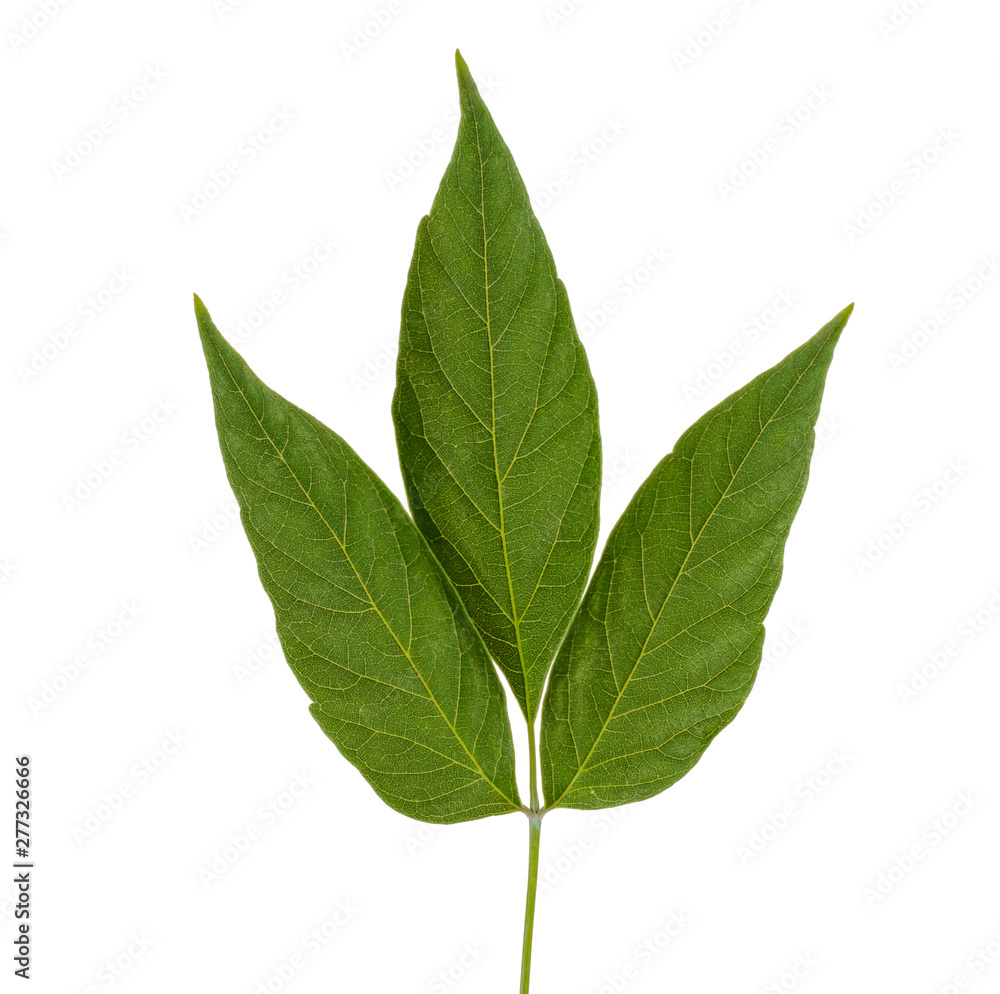 green plant leaves isolated on white background.
