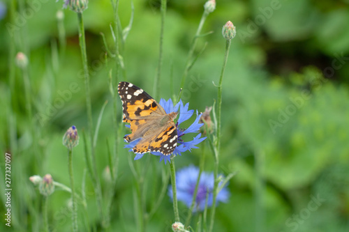 orange butterfly on blue flowers