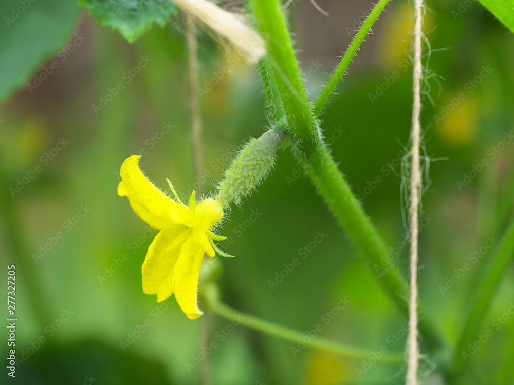 small cucumber with flower and tendrils in vegetable bed