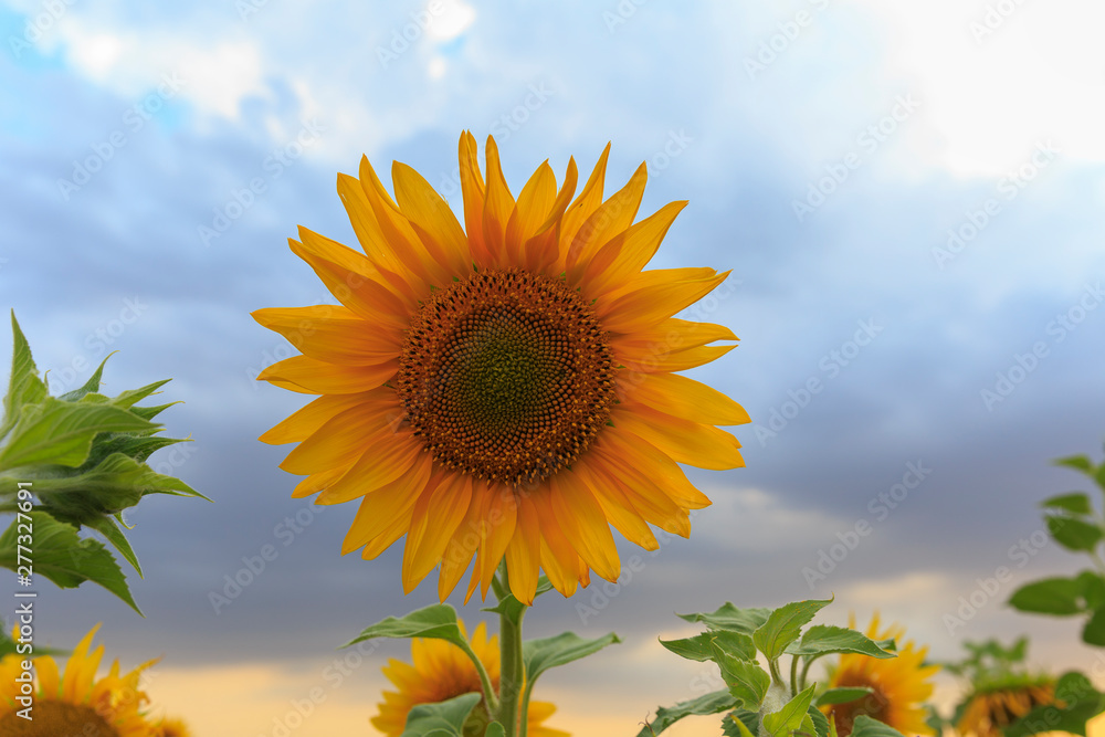 Lonely sunflower against a cloudy sky Lonely sunflower against a cloudy sky