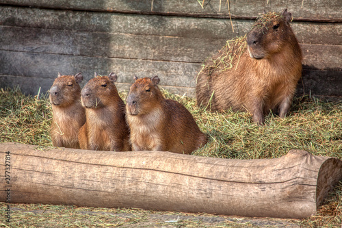 Capybara mother and her three cubs sitting together