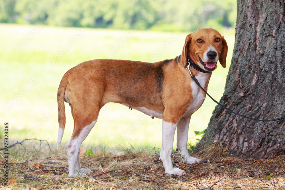 The dog breed American Foxhound