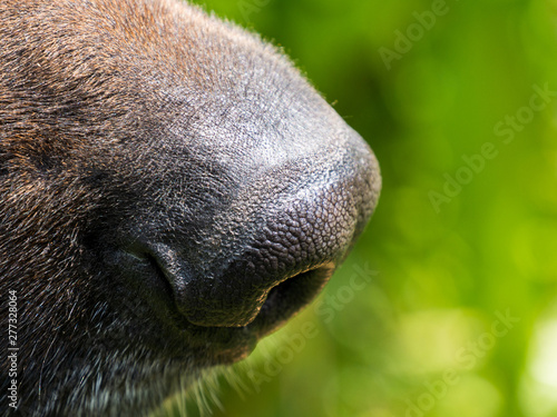 Dog's nose close up on green background in nature. Sense of smell
