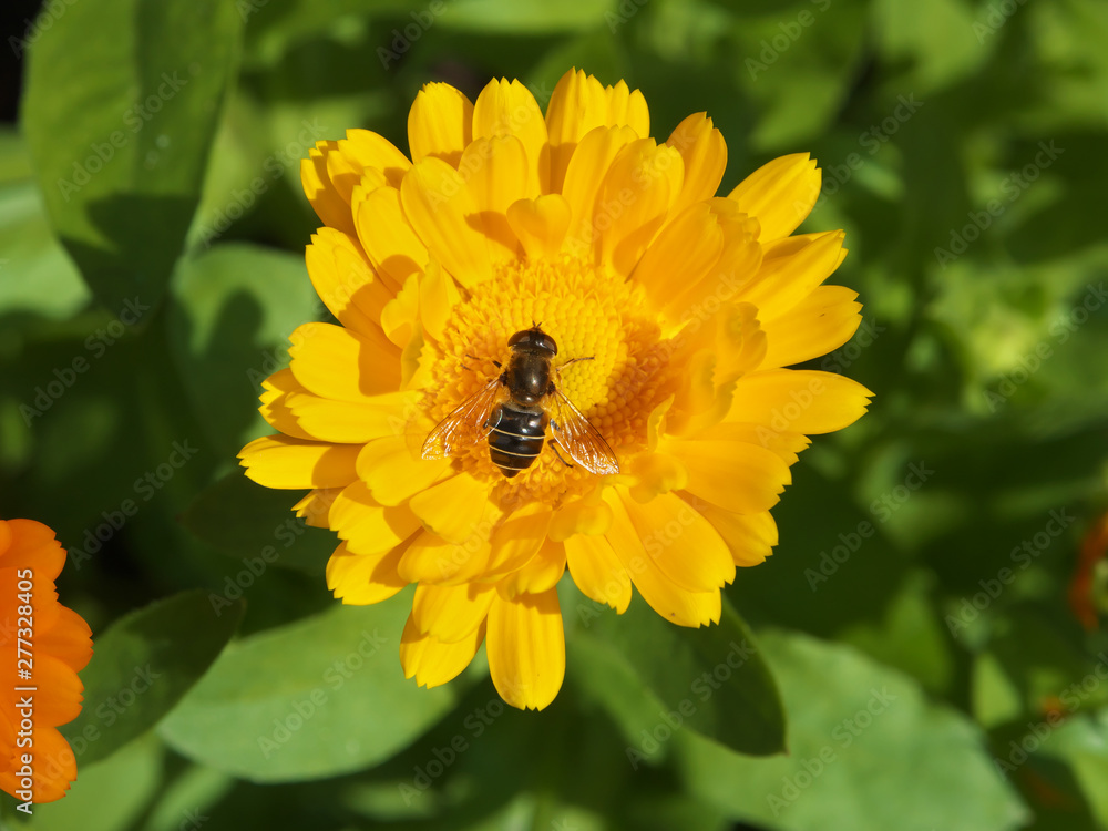 bee collects nectar from a yellow orange carnation marigold tagrtes closeup photo bee collects nectar from a yellow orange carnation marigold tagrtes closeup photo