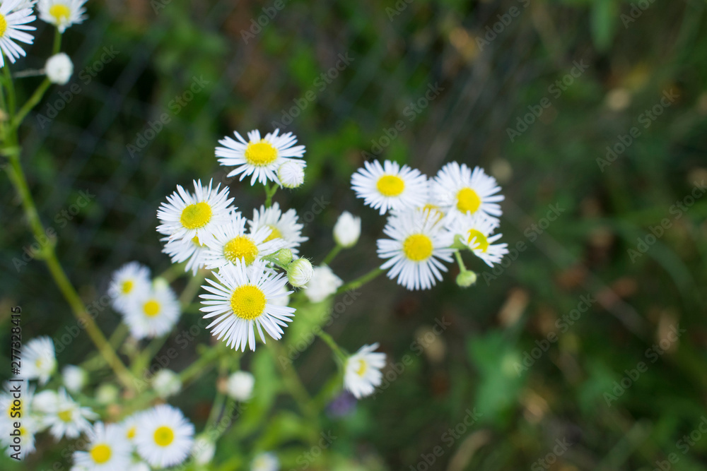 White Flowers With Yellow Center White Flowers With Yellow Center