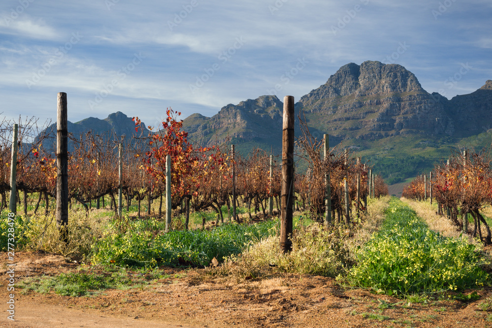 Edge of scenic vineyard in autumn, with dramatic mountain peak in background. Stellenbosch, South Africa.