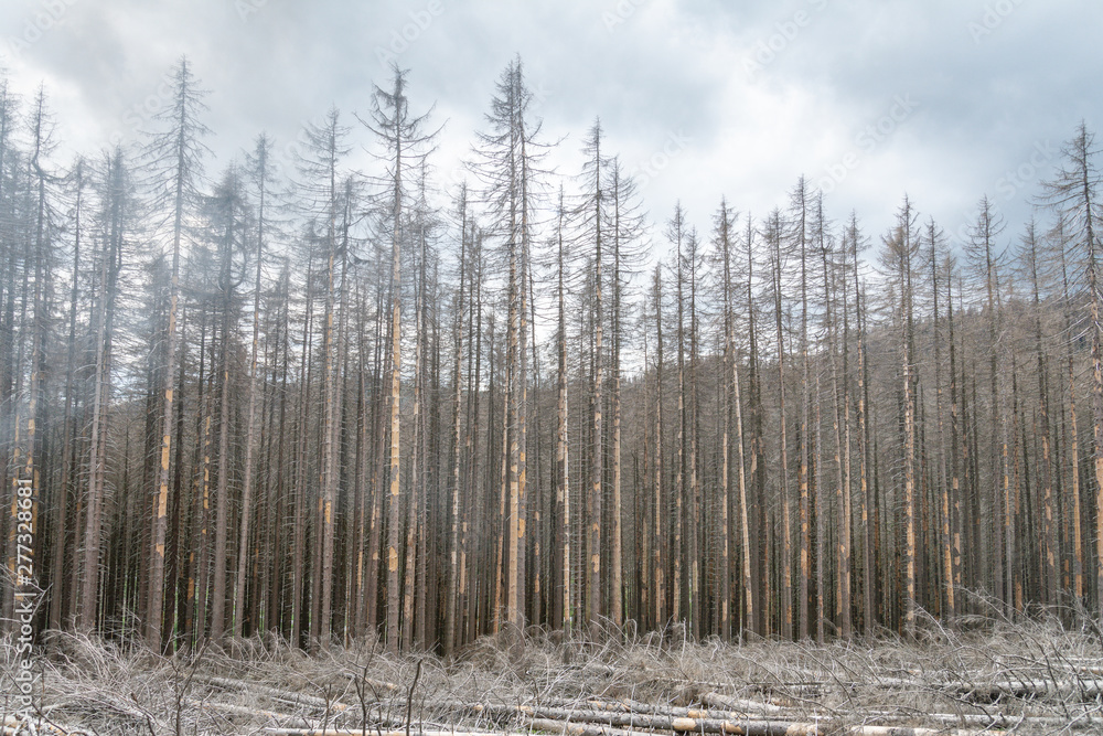 Obraz premium Waldsterben
